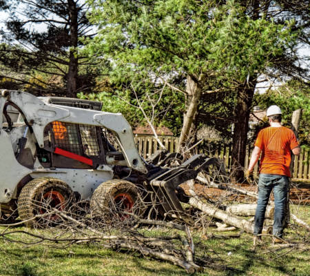 Tree Removal Service