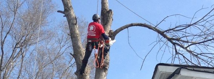 Progressive Tree Service - profile image