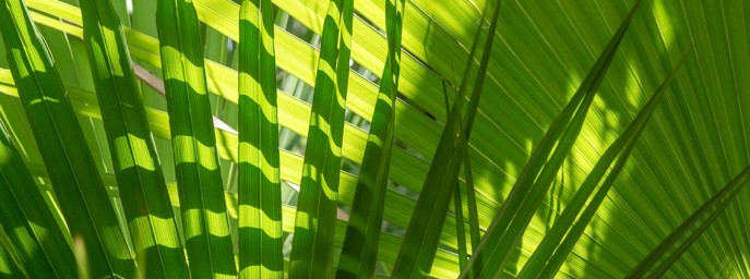 Palm Tree Depot - profile image