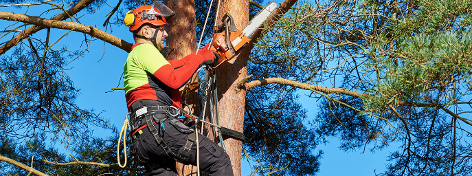 Lumberjack Jake's South Florida Tree Service - profile image