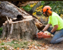 Kloeppels Tree Service