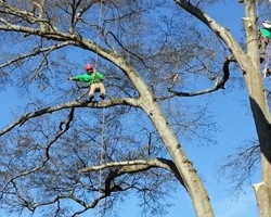 Serious Tree Services