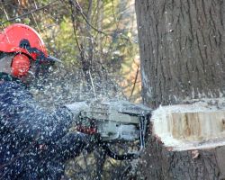 American Tree Works & Lawn Service