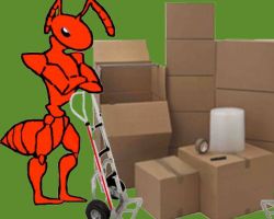 Antz Movers