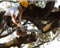 Good Guys Tree Service