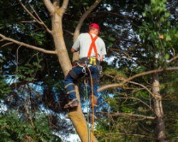 East Coast Tree Care