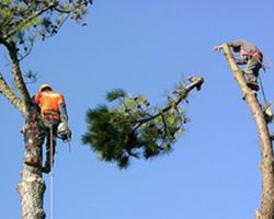 Melanies Tree Trimming