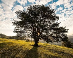 Boston Tree Science