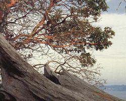 Flying Squirrel Tree Service