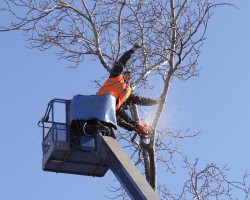 Brown Tree Service