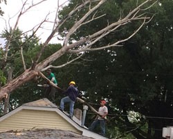 Cesars Tree Service