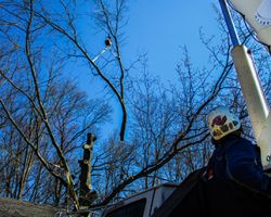 Affordable Tree Services of Ohio