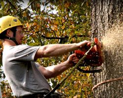 C&R Tree Service