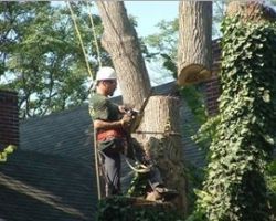 Mid Ohio Tree Service Ltd