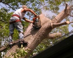 Premiere Tree Services of Columbus