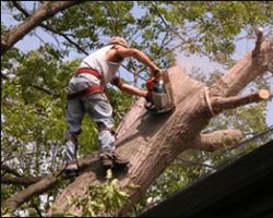 Lanzas Tree Service