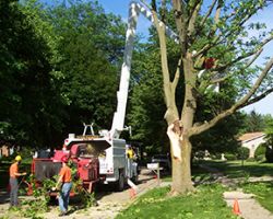 DFW Tree Services