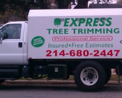 Top 10 Tree Service Companies In Dallas Tx Youthfulhome