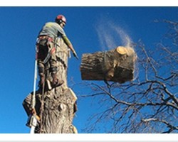 Donovan Arborists