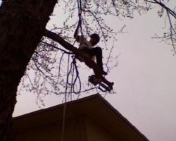 Limb Walkers Tree Service