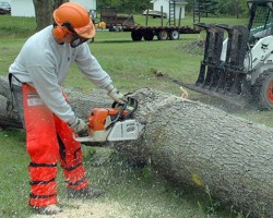 The Lumberjacks