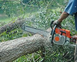 ARCSA Tree Service USA