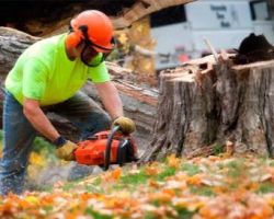 Quick Tree Service