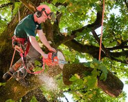 Tree Cutting Pros
