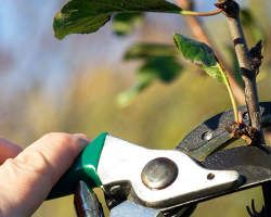 Westheimer Tree Experts