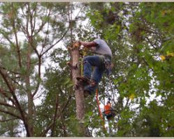 Big D Tree Service