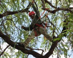 Spring Tree Service