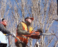 Tree Service