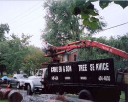 Camden & Son Tree Service