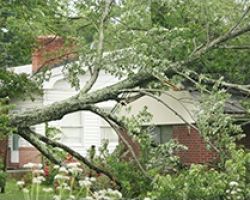 Leapin Lizard Tree Service