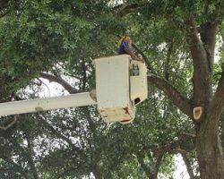 Odoms Beaches Tree Service