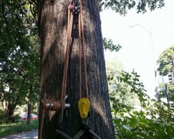 Clark Tree Service