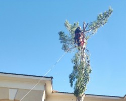 Davilas Tree Service