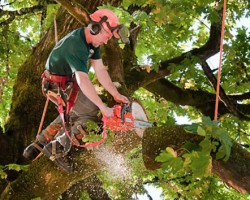 Tree Removal Experts