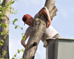 Tree Removal North Las Vegas