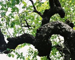 Arborite Tree & Landscape