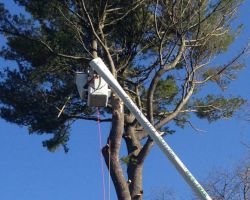 Davis Tree Service