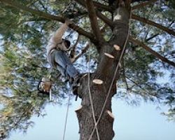 K and S Tree Care Inc