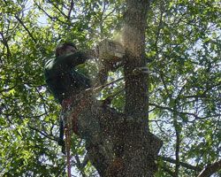 Reliable Tree Service