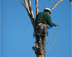 Arts Tree Service