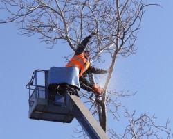 Dannys Tree Service