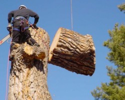 Louisville Tree Removal