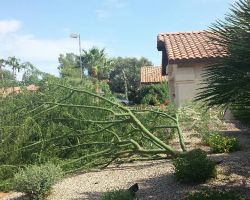 Branch Management Tree Service