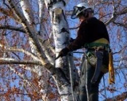 Ultimate Tree and Yard Work