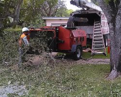 Dynasty Tree Service