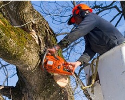 Holtz Tree Service